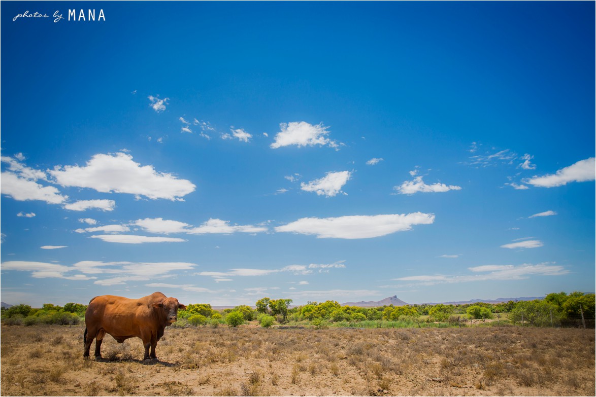 Alex and Murray's Karoo farm wedding in South Africa's Eastern Cape.