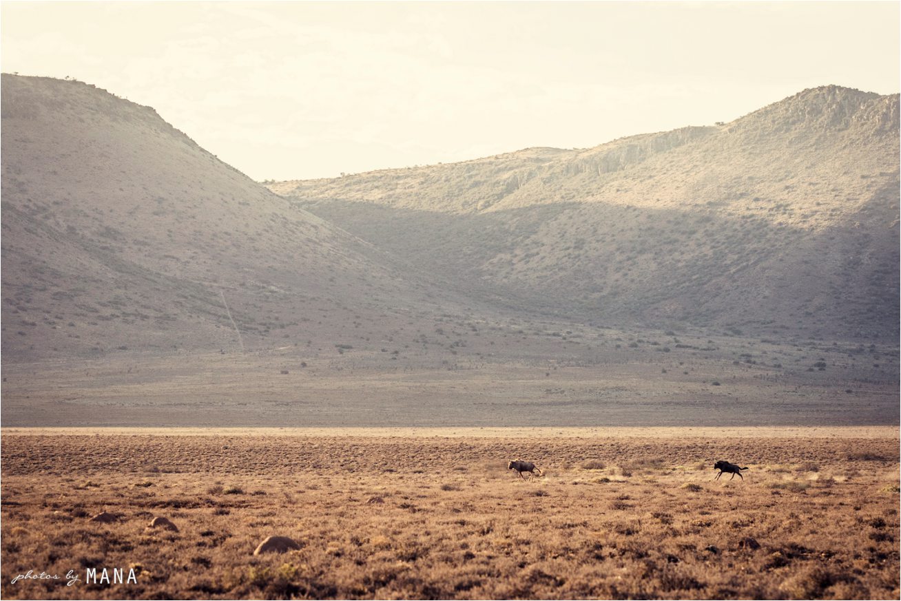 Alex and Murray's Karoo farm wedding in South Africa's Eastern Cape.
