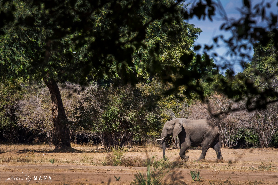 Candice and Reilly's Mana Pools bush wedding, Zimbabwe, Africa.