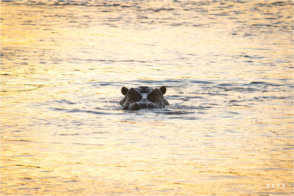 Candice and Reilly's Mana Pools bush wedding, Zimbabwe, Africa.