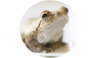 TREEFROG 2