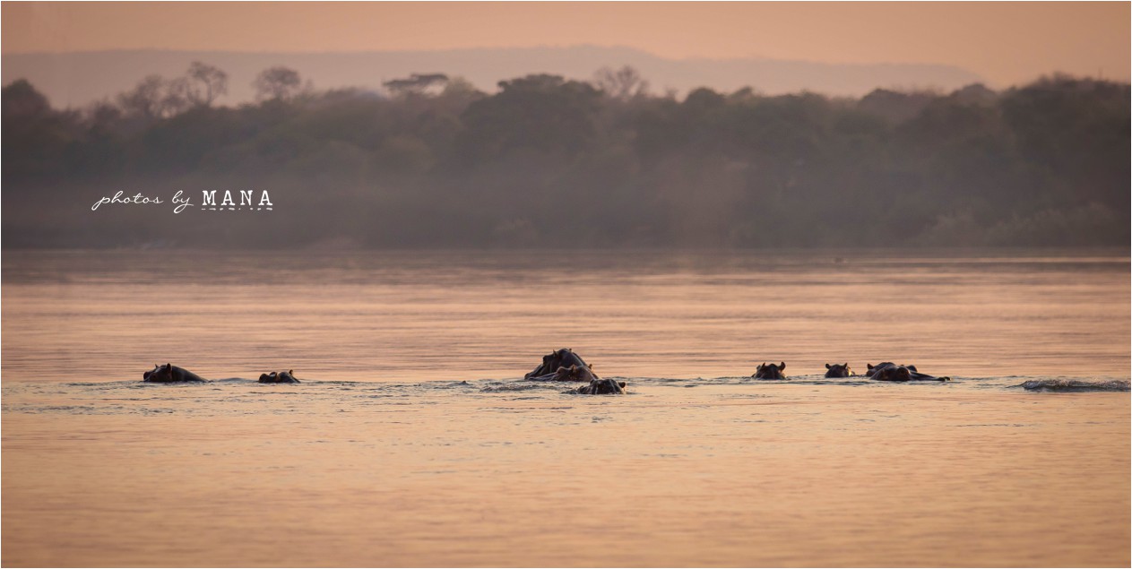 kerry-and-marius-zambezi-wedding-078