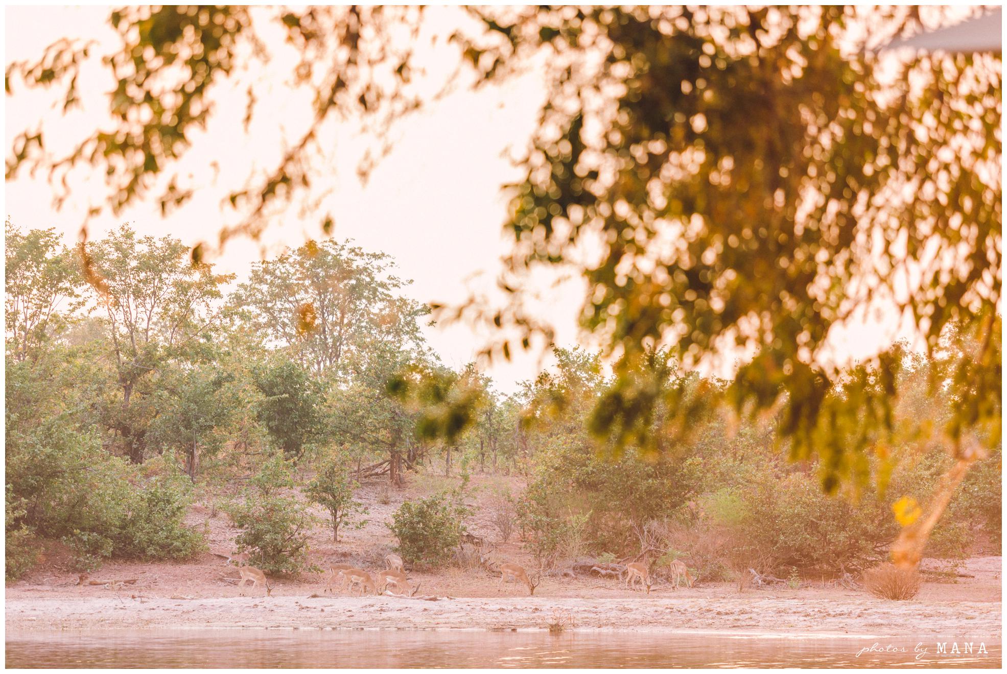 African Safari Lake Kariba Wedding 049