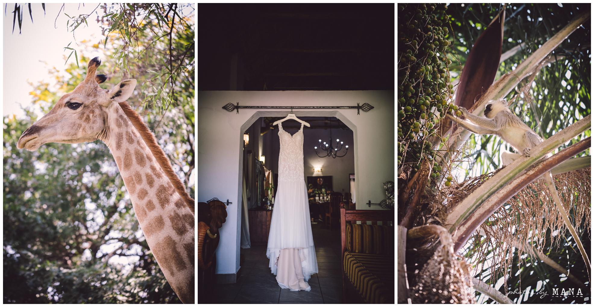 Paige and Judah’s African destination safari bush wedding at Chengeta in Zimbabwe.