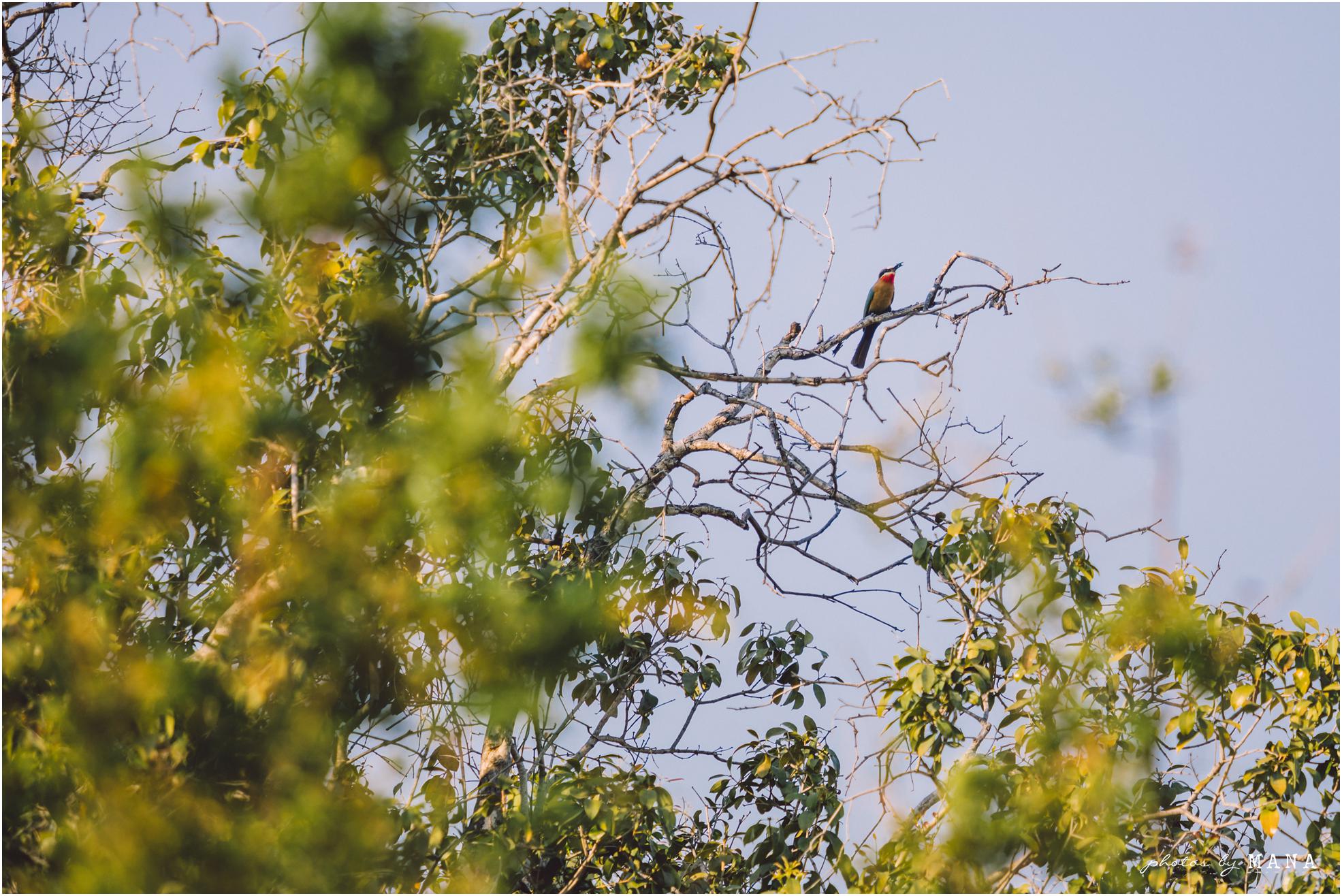 African safari wedding on the banks of the Zambezi River in Victoria Falls, Zimbabwe. Wedding planning by Vic Falls Occasions. Photography by Photos by Mana.
