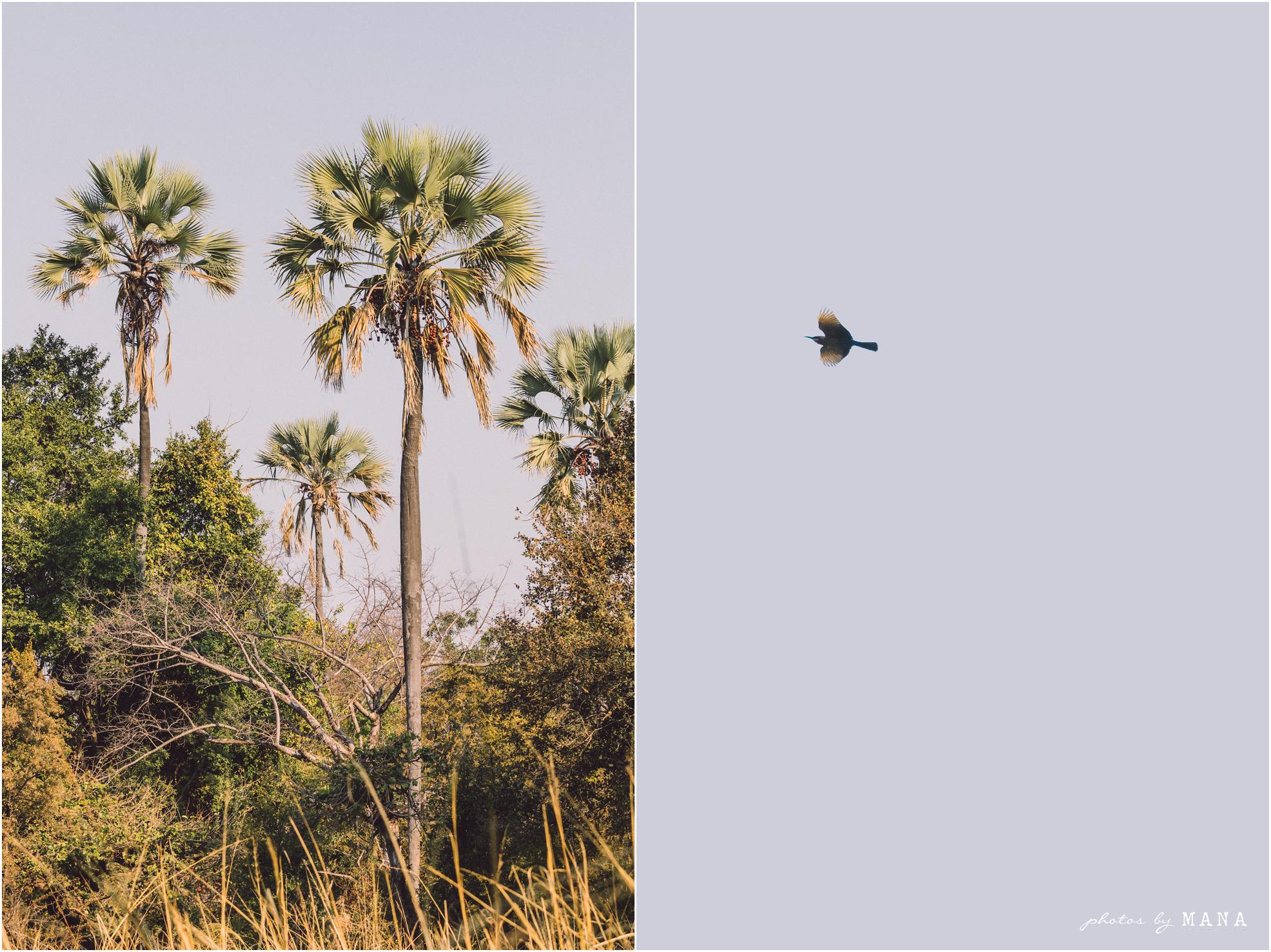 African safari wedding on the banks of the Zambezi River in Victoria Falls, Zimbabwe. Wedding planning by Vic Falls Occasions. Photography by Photos by Mana.