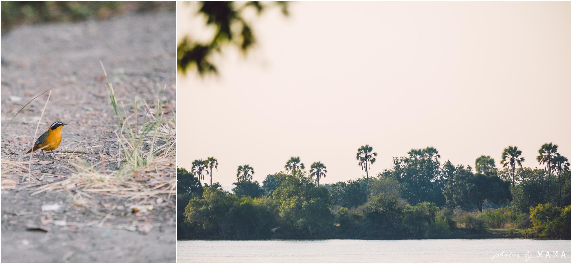 African safari wedding on the banks of the Zambezi River in Victoria Falls, Zimbabwe. Wedding planning by Vic Falls Occasions. Photography by Photos by Mana.