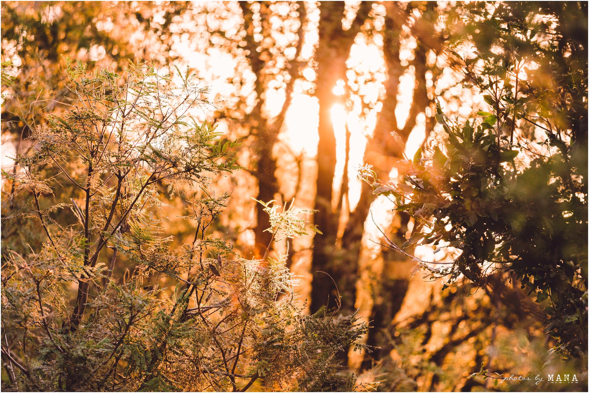 African safari wedding on the banks of the Zambezi River in Victoria Falls, Zimbabwe. Wedding planning by Vic Falls Occasions. Photography by Photos by Mana.