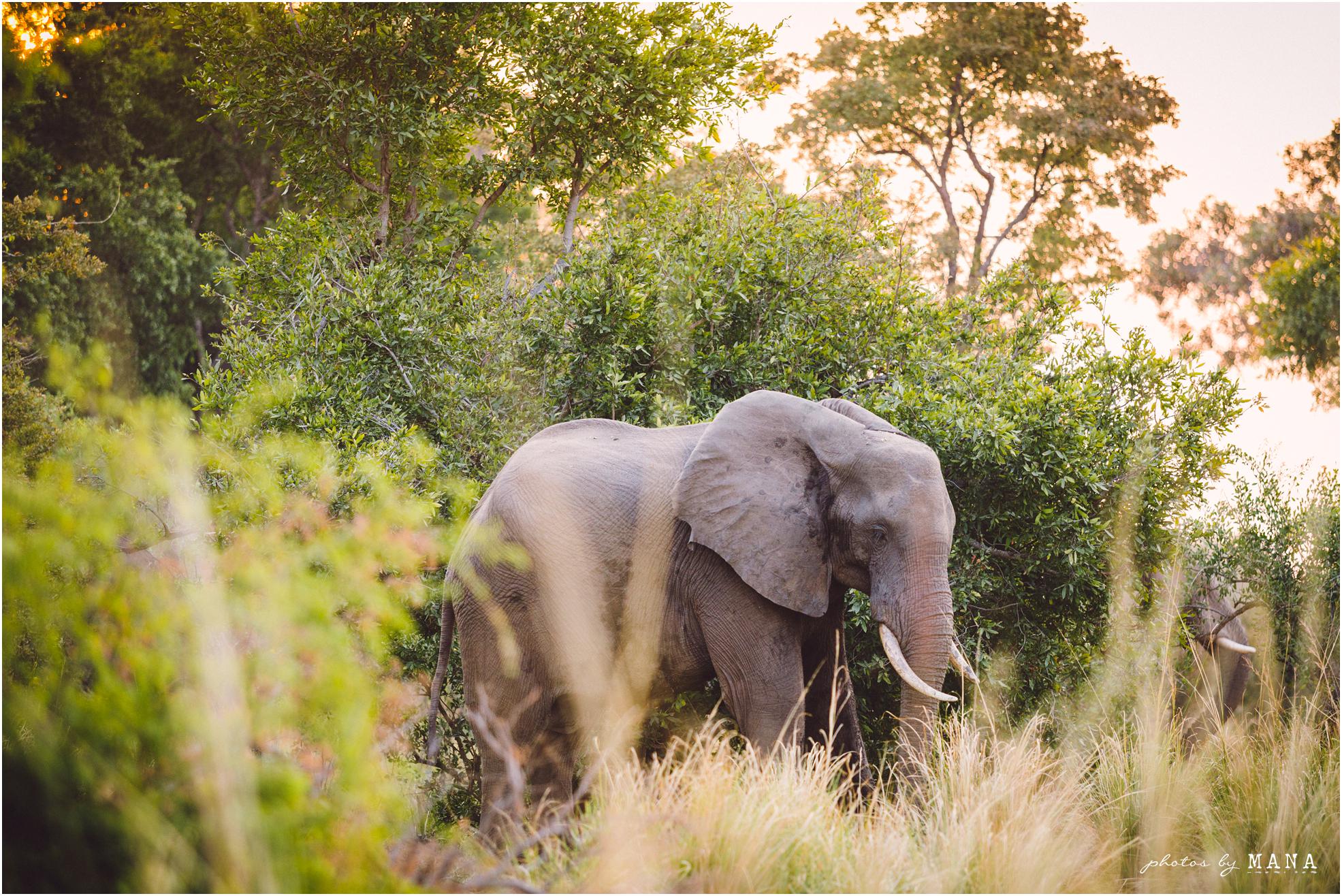 African safari wedding on the banks of the Zambezi River in Victoria Falls, Zimbabwe. Wedding planning by Vic Falls Occasions. Photography by Photos by Mana.