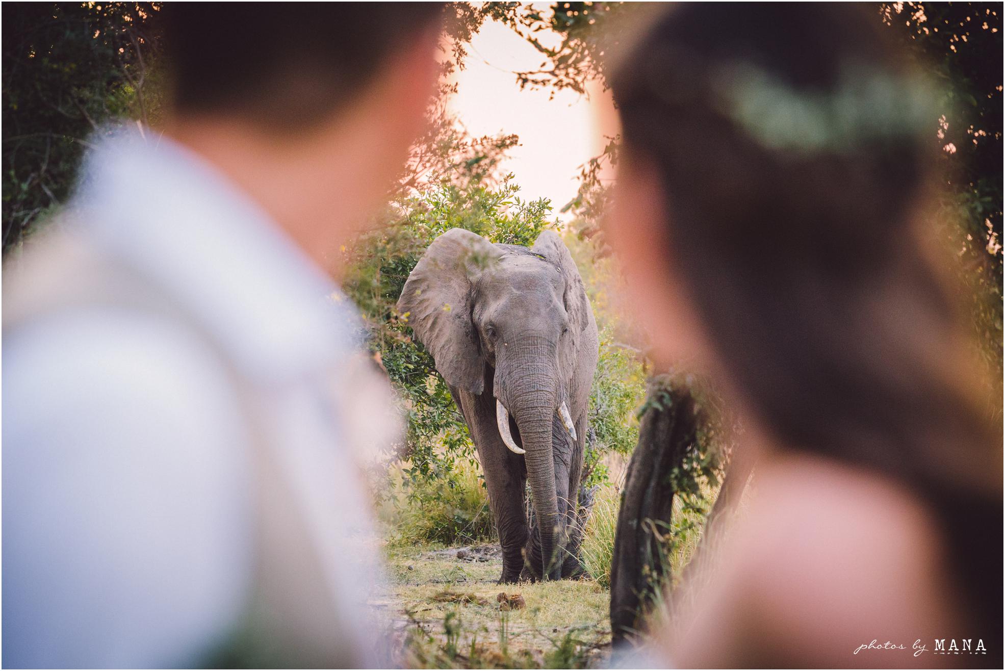 African safari wedding on the banks of the Zambezi River in Victoria Falls, Zimbabwe. Wedding planning by Vic Falls Occasions. Photography by Photos by Mana.