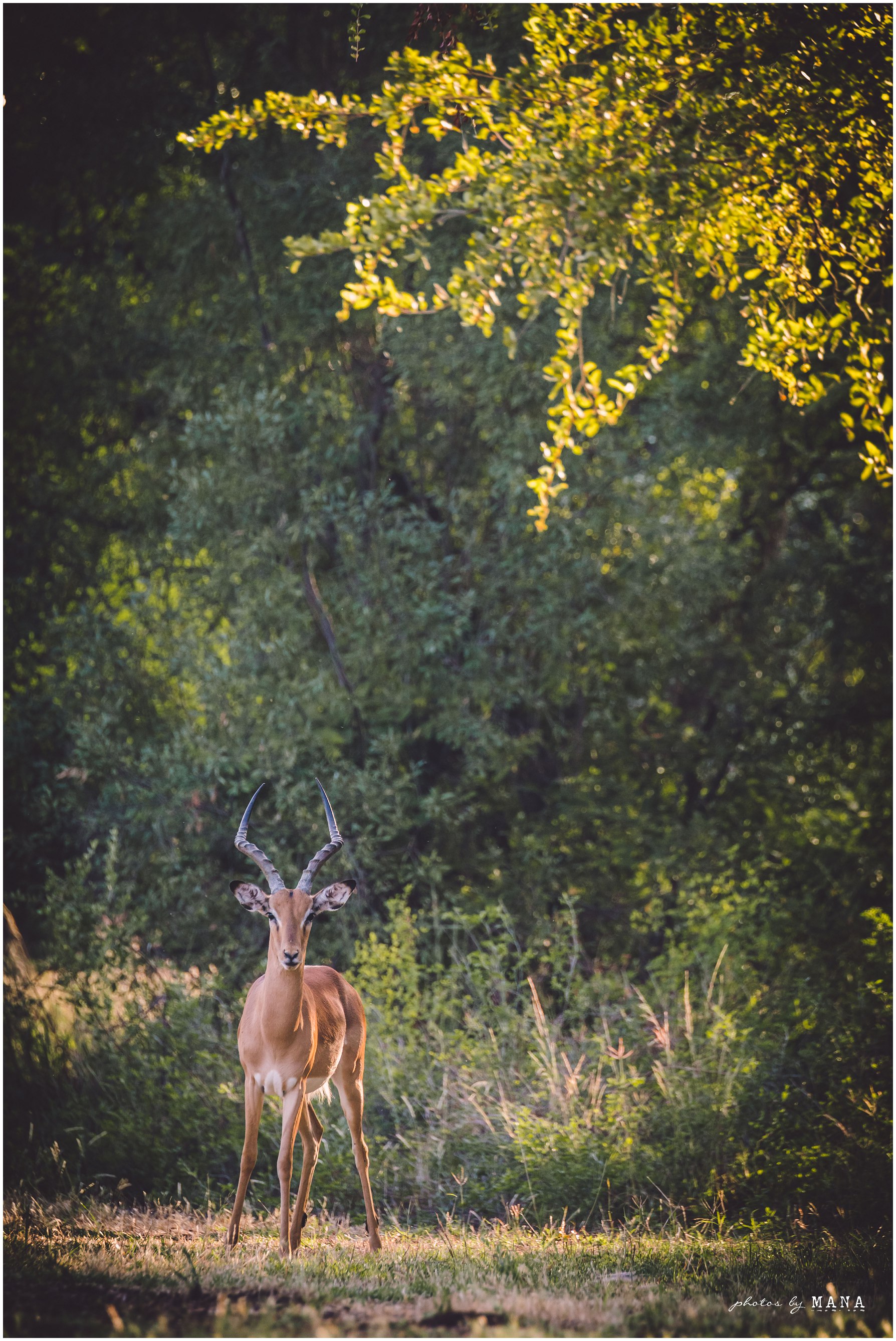 Safari Destination Wedding 004