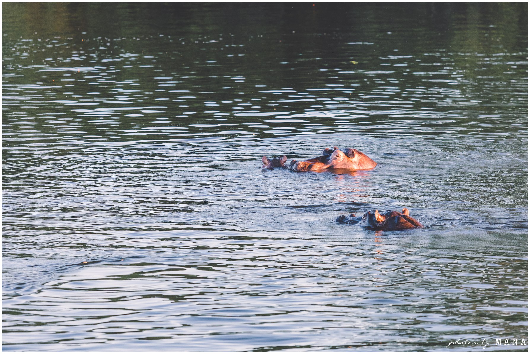 Safari Destination Wedding 088
