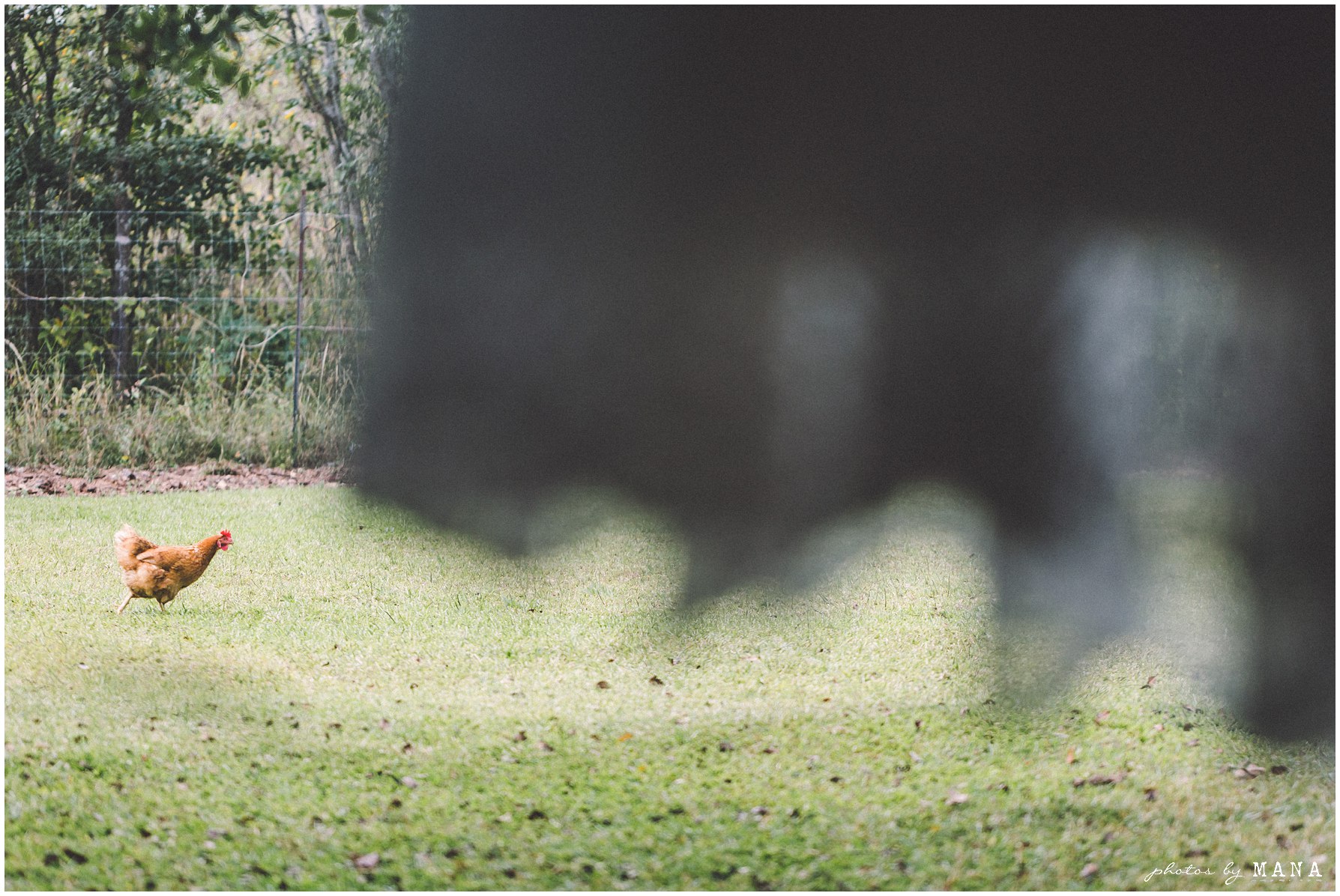 Zambian bush safari farm wedding - African destination safari wedding in Zambia.