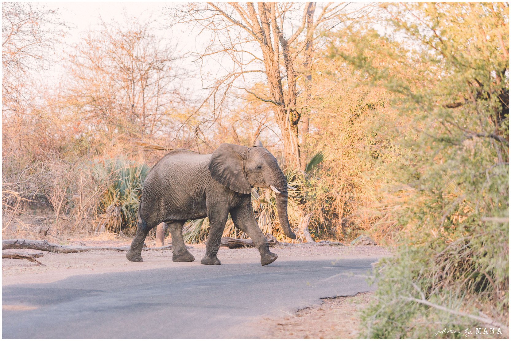 African safari wedding on the banks of the Zambezi River in Victoria Falls, Zimbabwe. Wedding planning byPure Africa Weddings. Photography by Photos by Mana.