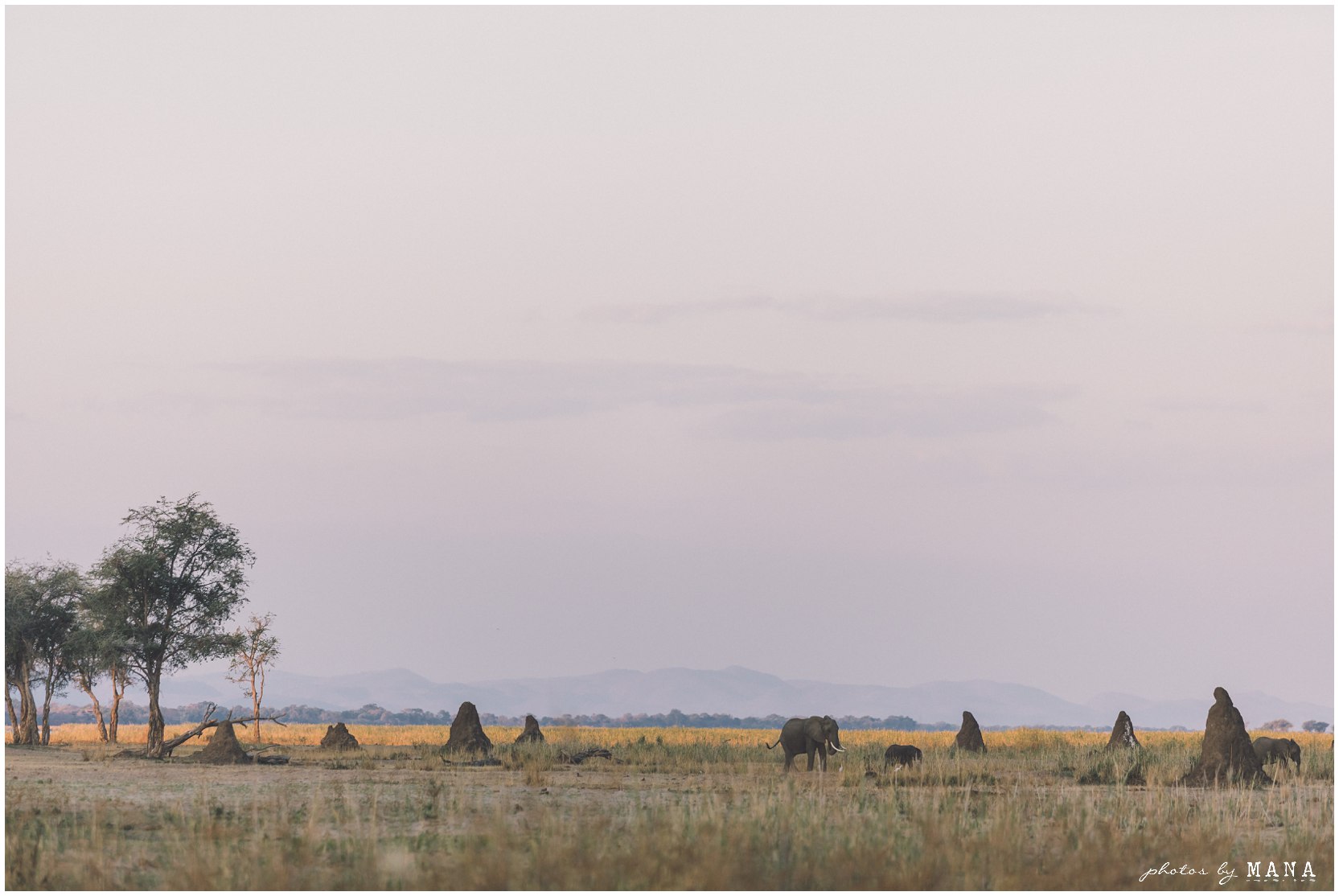 Safari destination bush wedding on the Zambezi River in Lower Zambezi National Park, Zambia.