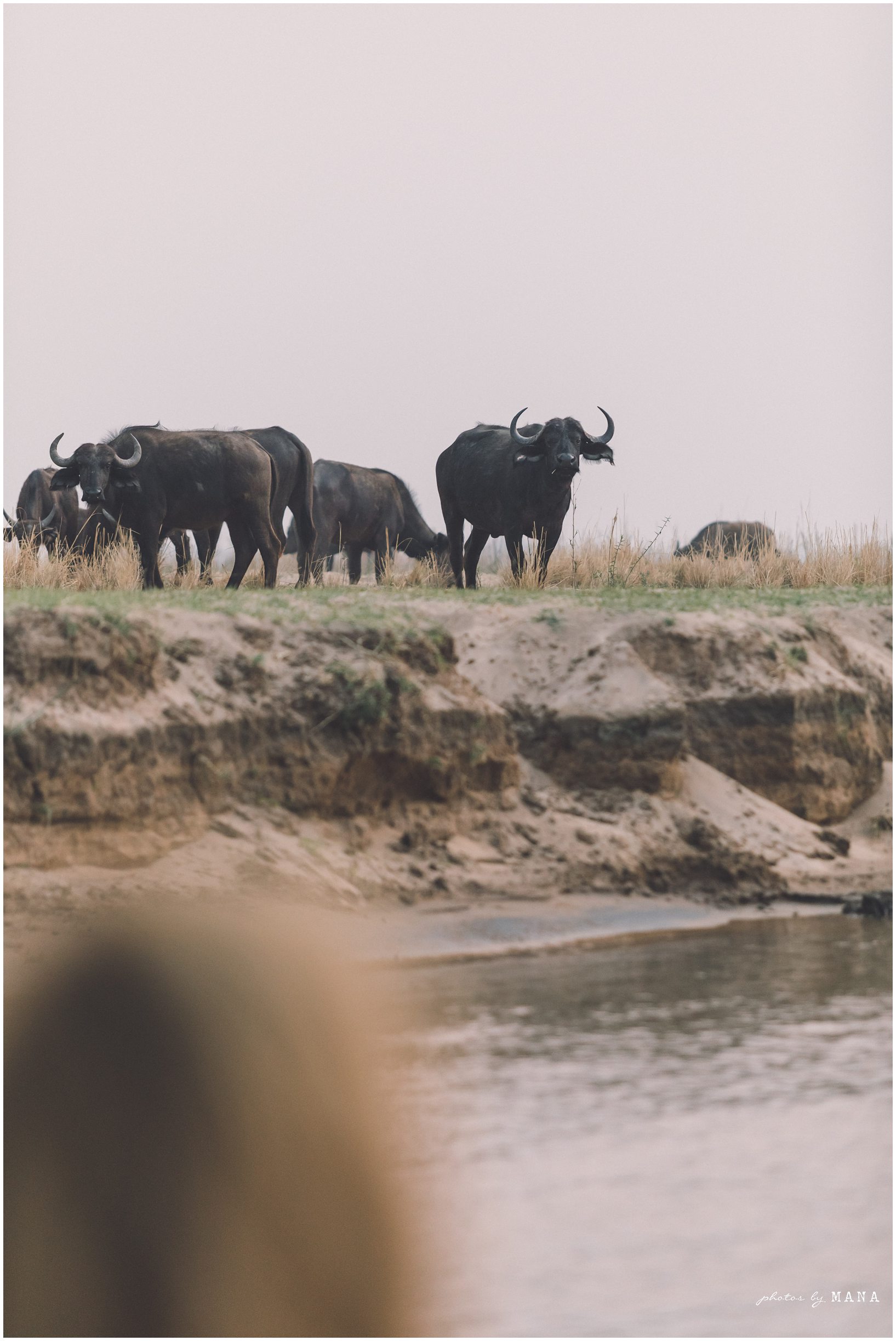 Casey and Jake’s safari elopement at Time and Tide’s Chongwe Camp in Lower Zambezi National Park, Zambia, Africa.