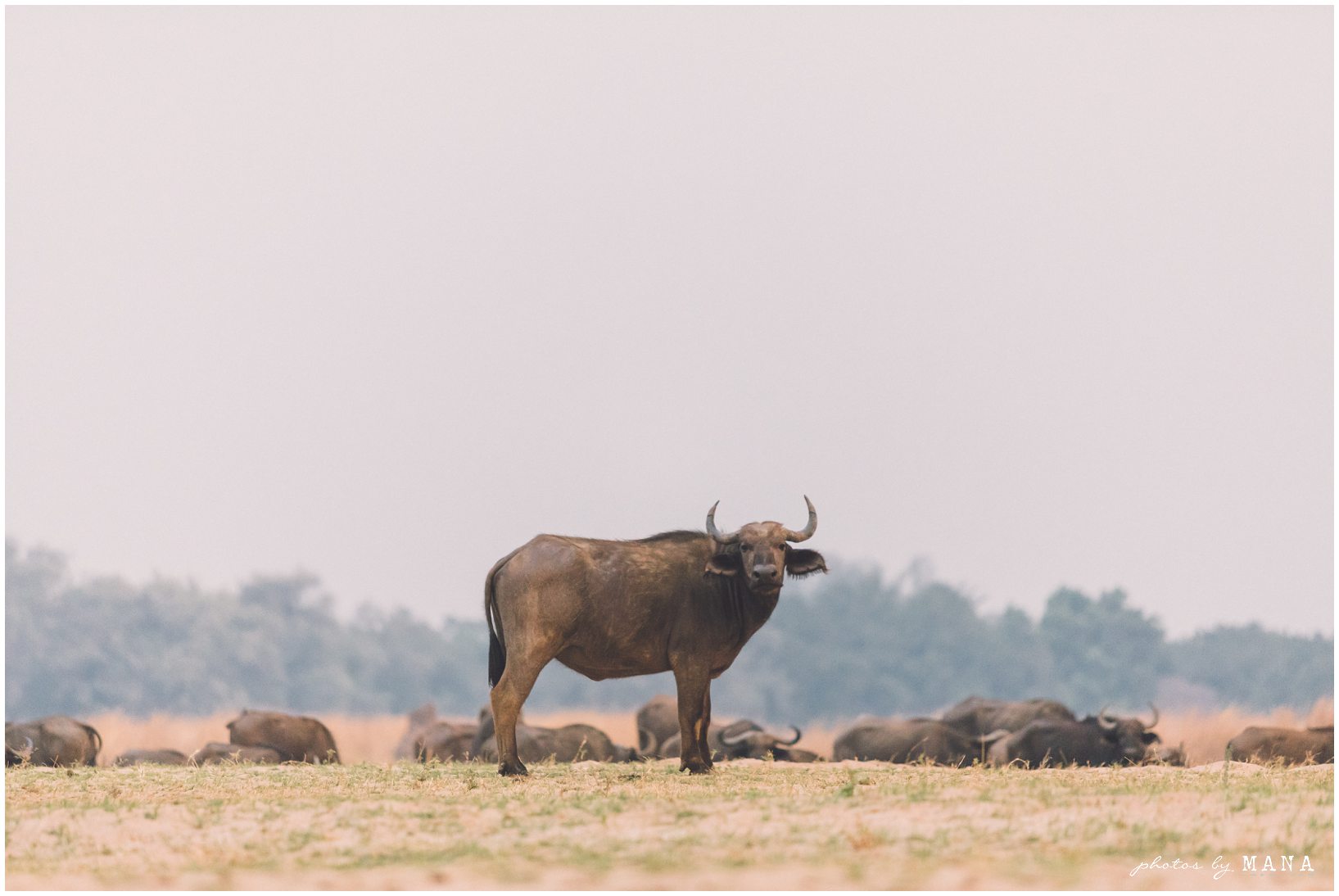 Casey and Jake’s safari elopement at Time and Tide’s Chongwe Camp in Lower Zambezi National Park, Zambia, Africa.