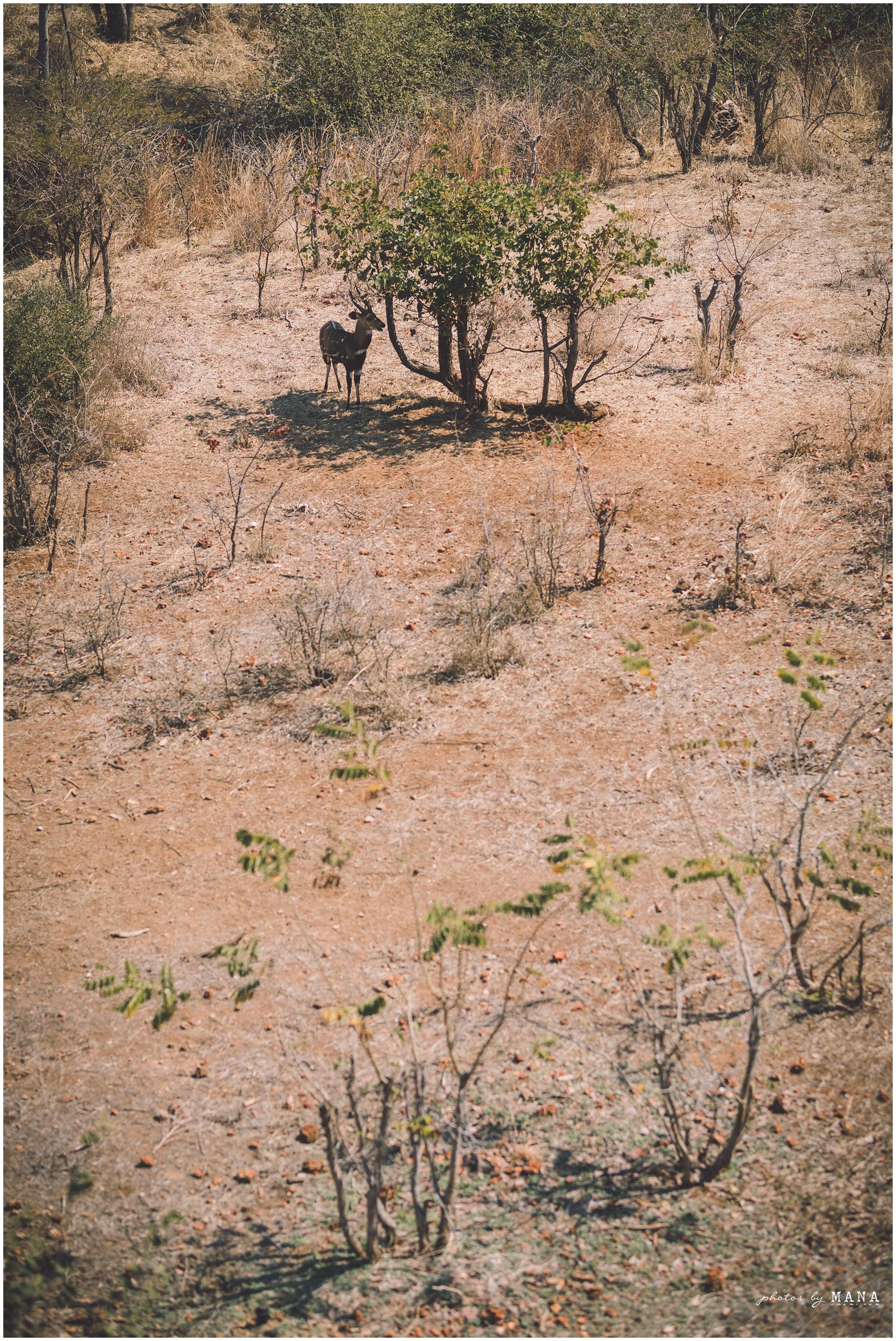 Safari Elopement Wedding Photographer 001
