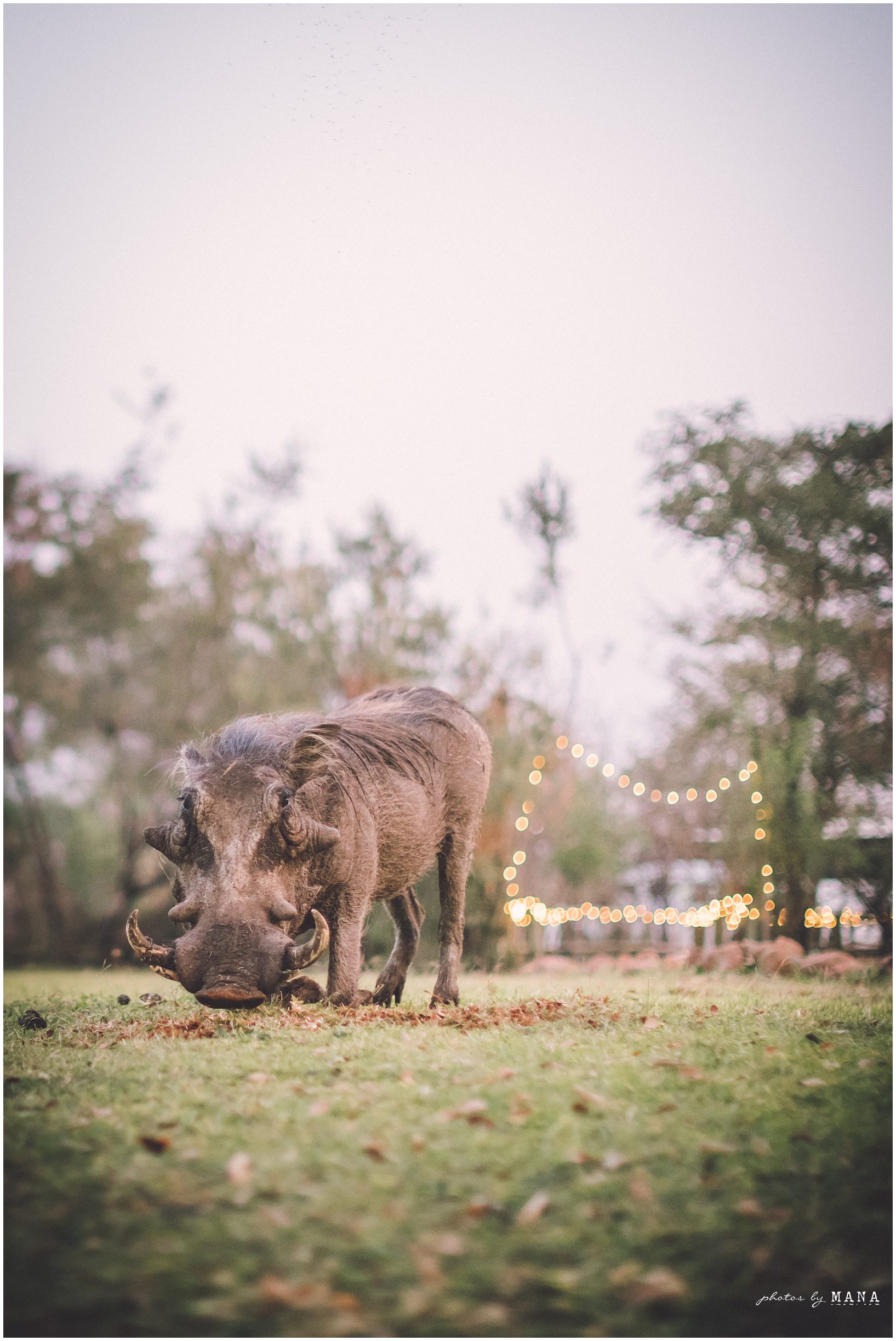 Safari Elopement Wedding Photographer 085